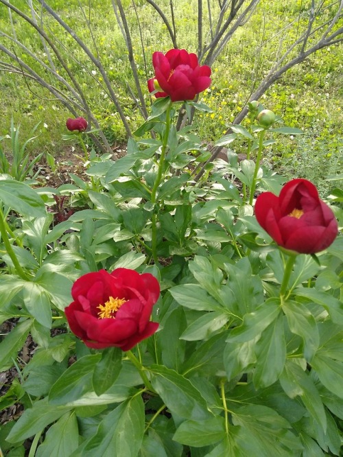 Amazing Red Peony Flower in my garden