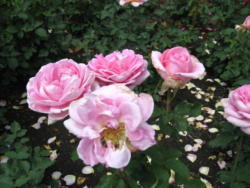 lantiquerose:Pink roses xx