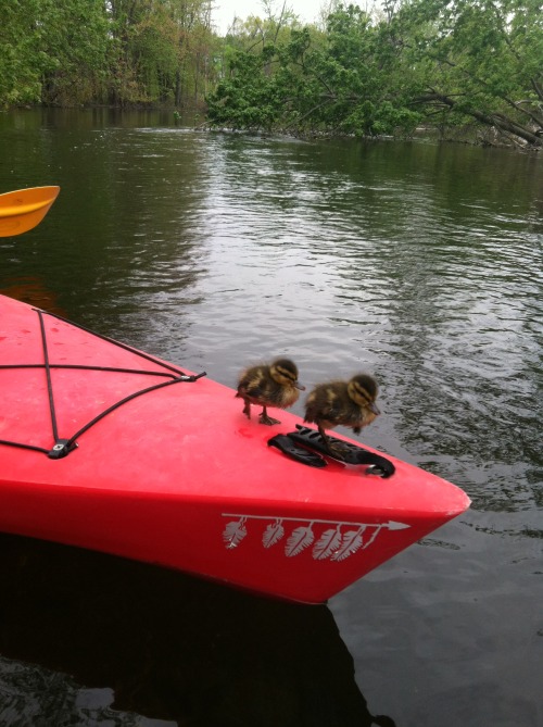 New friends! These little lady’s were stranded after mom and dad...