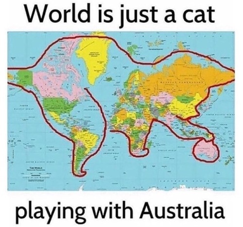 caturday cats cat kitty kitties kitten kittens animals animal