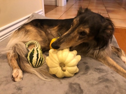 ofcarnivora:Let me sample these gourds for you