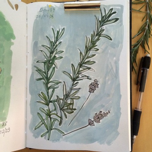 soniabrittainart:Day 89 #adrawingaday , Rosemary and lavender...