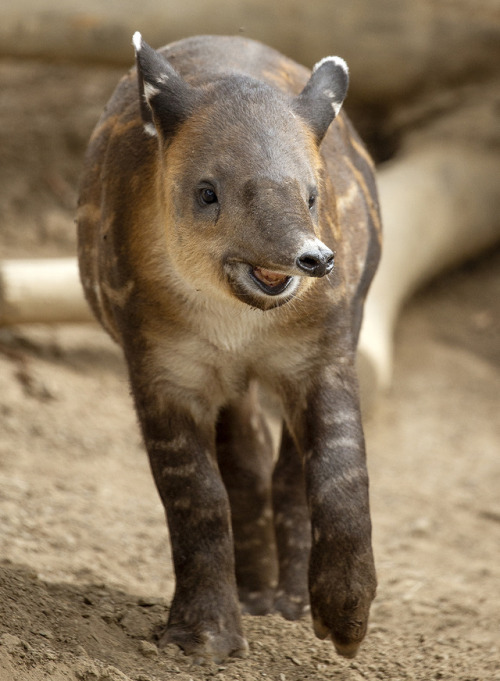 sdzoo:Watermelons (and tapirs) get sweeter with age. 