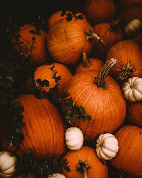 PUMPKINS Tumblr