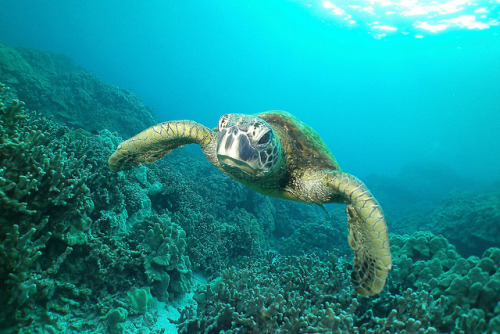 green sea turtle on Tumblr