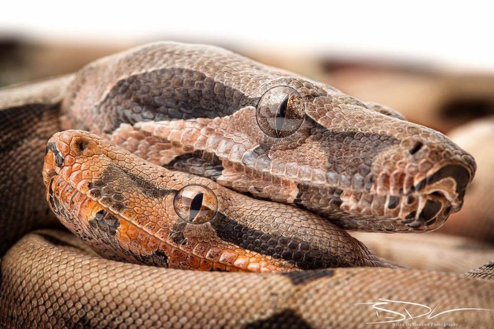 boa constrictor size and length
