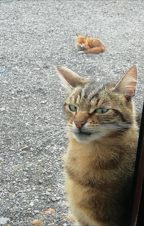 My cat was not impressed when a fox came by.