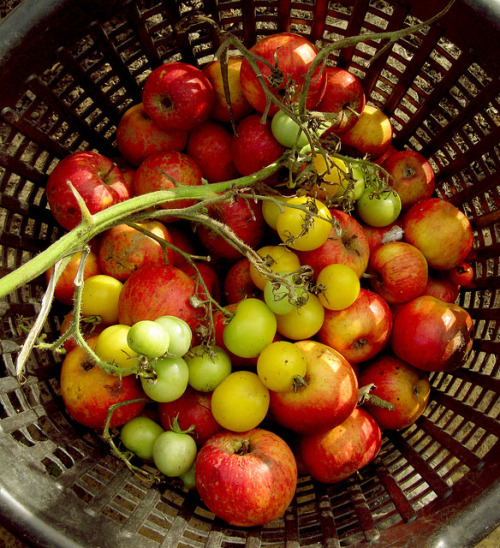 Autumn Basket by sablott on Flickr.