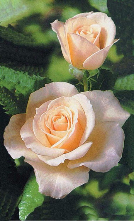 Te regalo una rosa - Página 12 Tumblr_o8uq4hZ3l31tfbxx5o1_500