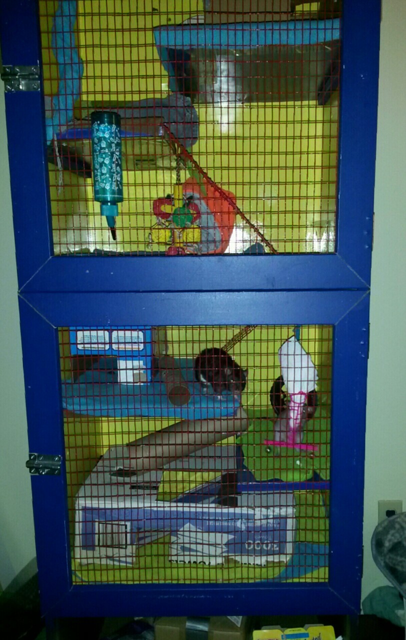My Lovely Diy Bookshelf Rat Cage Made With A Lot