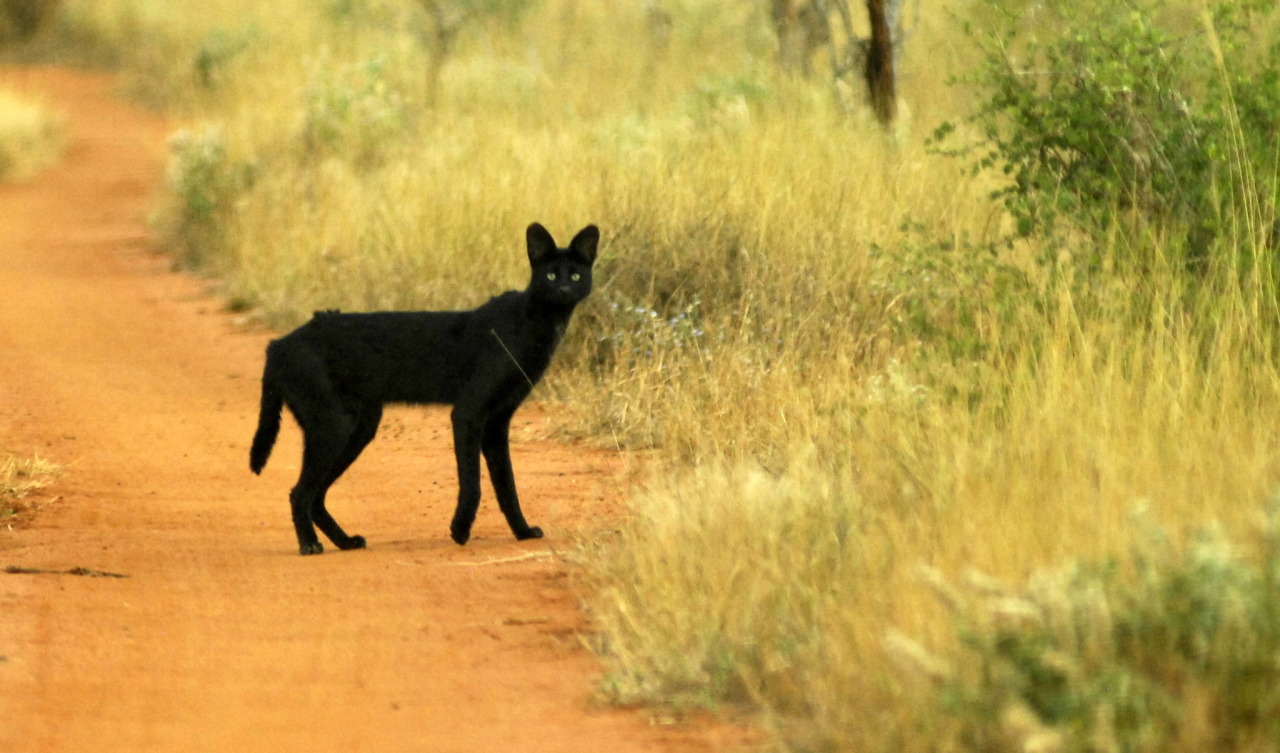 Melanistic cheap serval cat