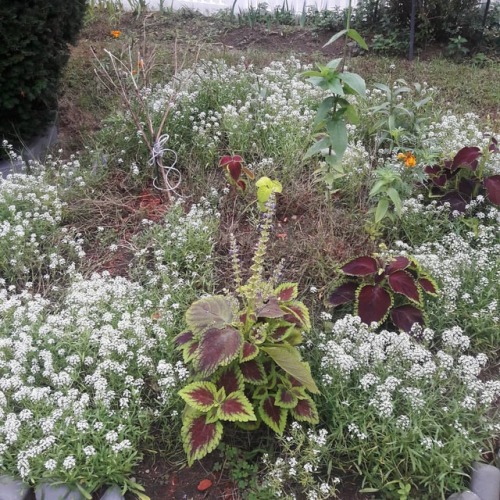 Very pleased with how my #flower bed turned out this season....