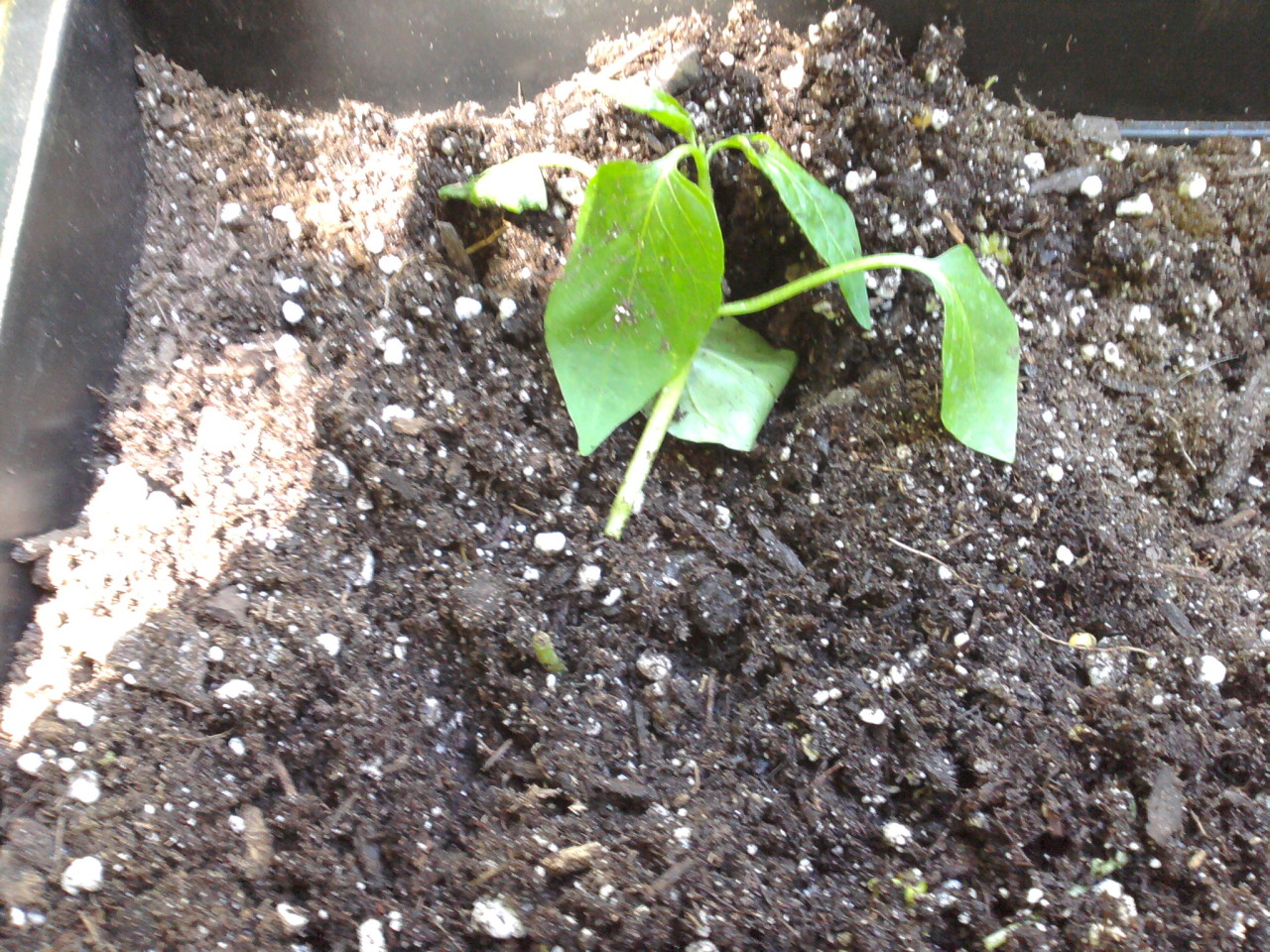 mutilated pepper seedling