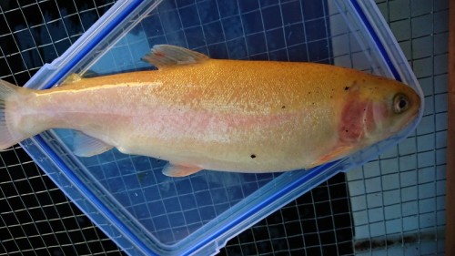 macedon-ranges-aquaponics