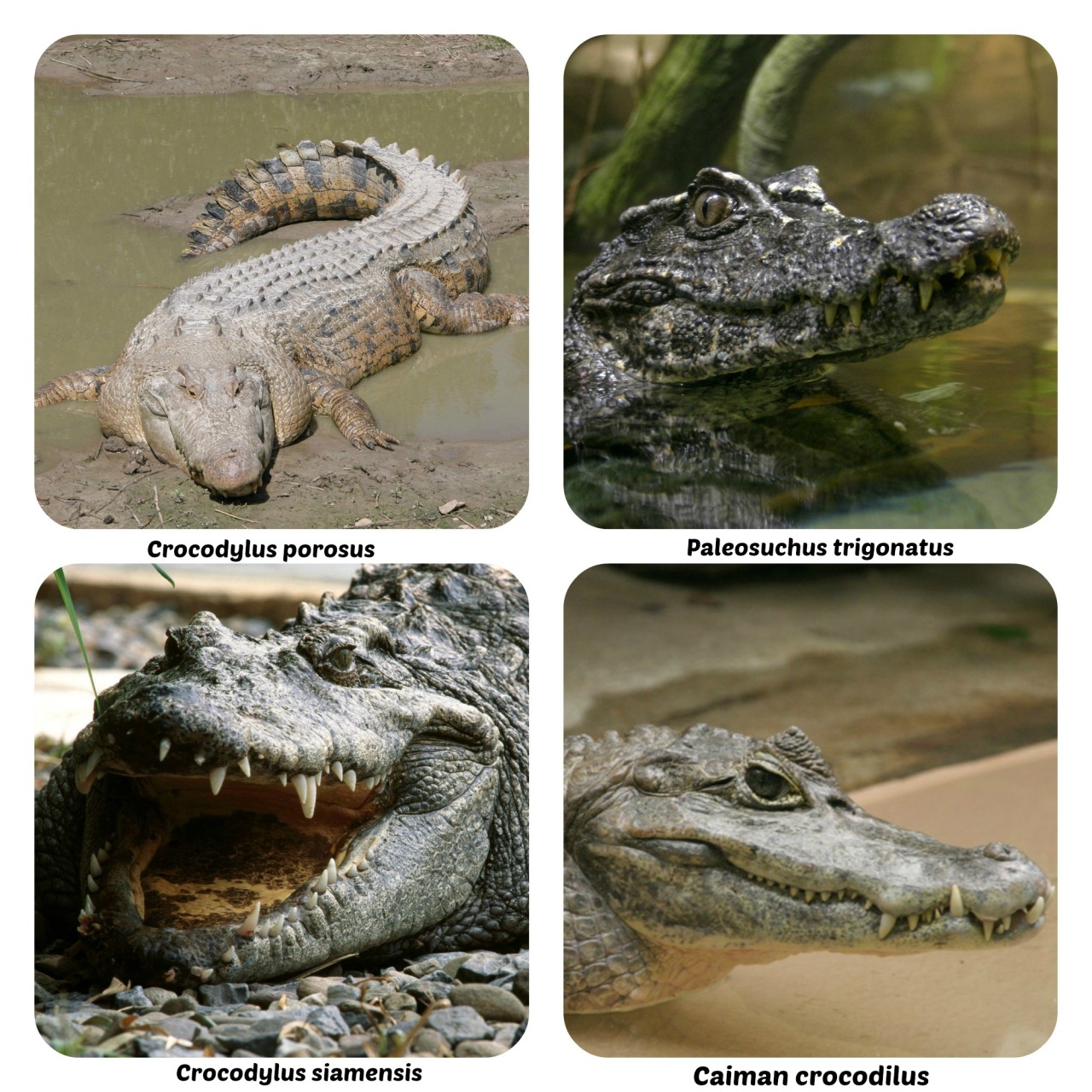 Крокодил Аллигатор Кайман гавиал