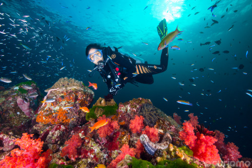 scuba:Hin Daeng is an underwater pinnacle, covered in soft and...