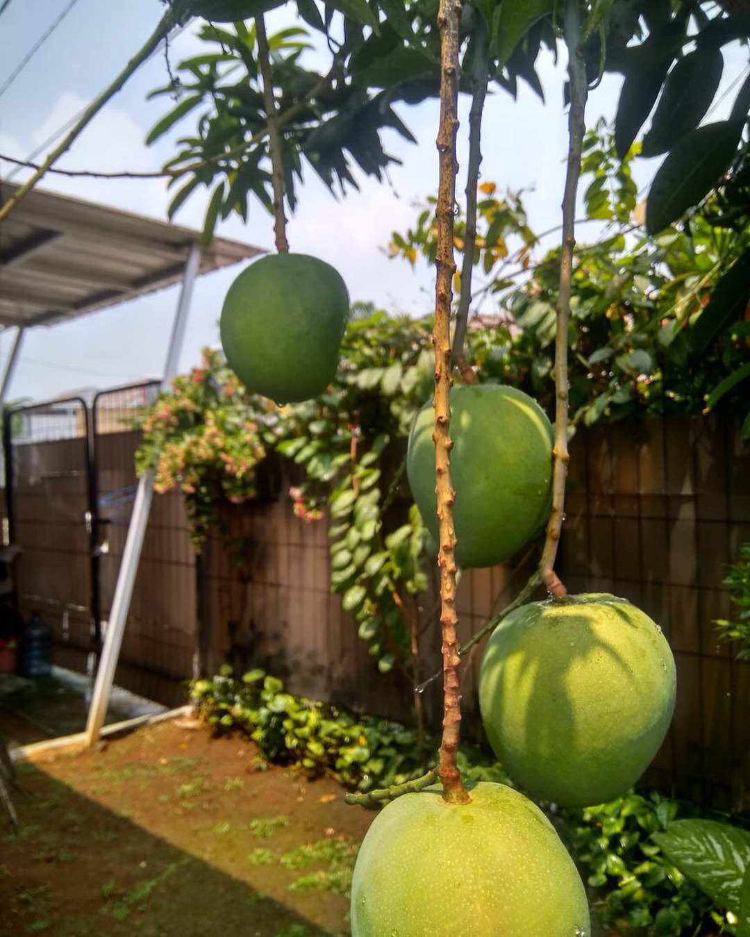 87+ Gambar Apel Dan Mangga Terlihat Keren 87+ Gambar Apel Dan Mangga Terlihat Keren
