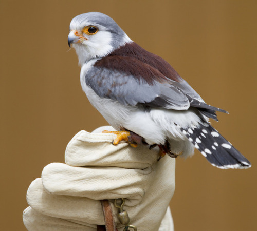 cuteanimals-only:TIL pygmy falcon. so tiny. so fluffy.