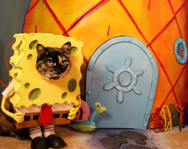 Cat Cosplay of the Feline variety. — “I’m fluffy and I’m proud.” @spongebob