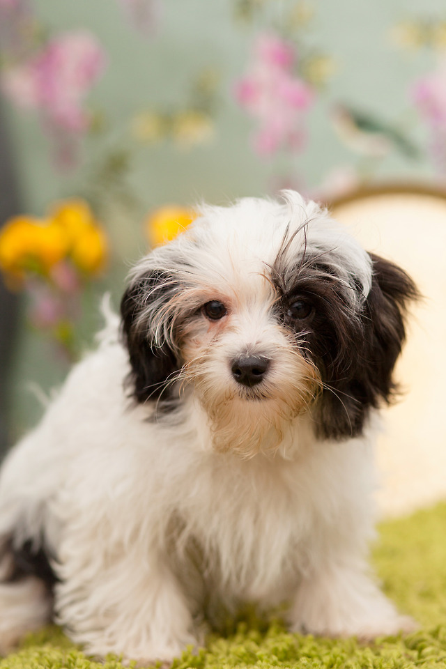 Pup a day — Maltishi (Maltese x Shih tzu)