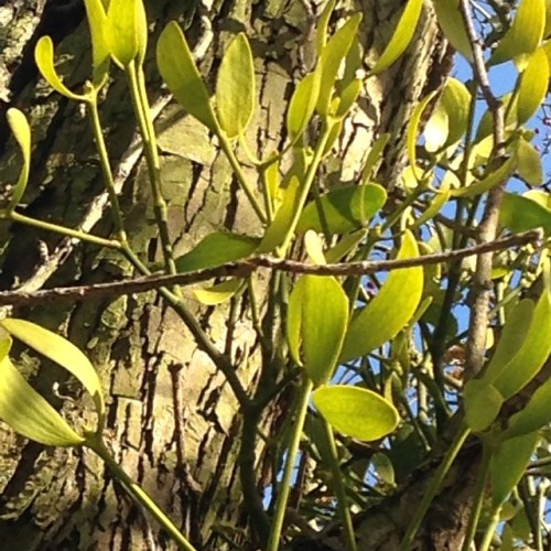 <p>Mistletoe looking beautiful in the autumn sun on the goat farm</p>