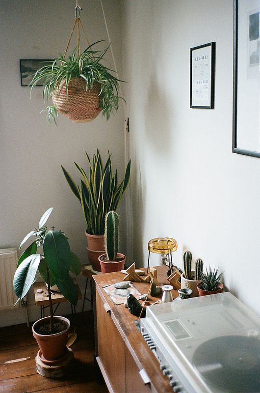 flourishing-plants-in-one-corner-of-the-room-and-a