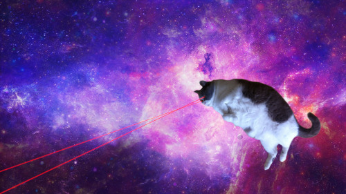 Cats In Space On Tumblr