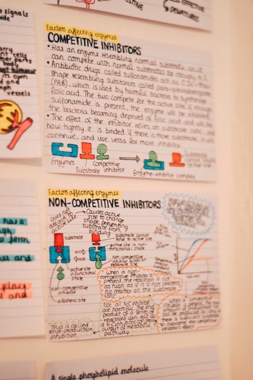 Sparkle Studies - reviseordie: This is what my revision wall looked...