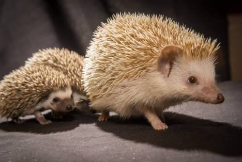 African Pygmy Hoglets Poke About at Oregon ZooHakuna Matata,...