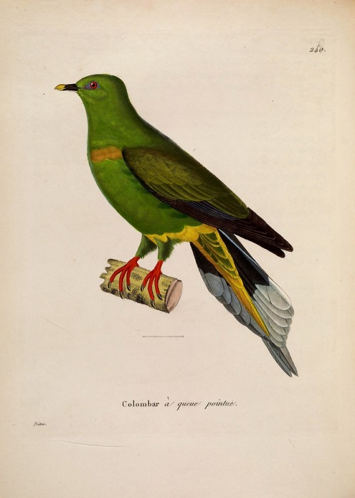 wapiti3:New collection of plates of colored birds: to serve on...