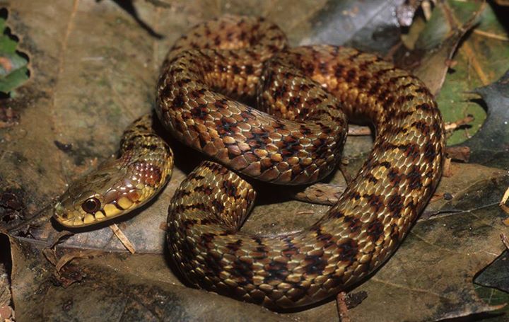 Reptile Facts - typhlonectes: Maritime Garter Snake (Thamnophis...