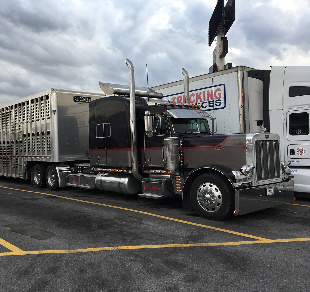 Semitrckn  Peterbilt  custom  379 bull  hauler