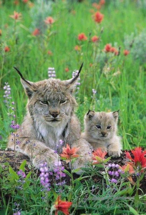 cuteeanimalsee