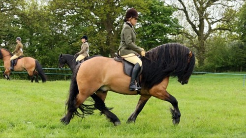 all-the-horses:Lochland Gypsy BaronWhitefield Prince Platinum...