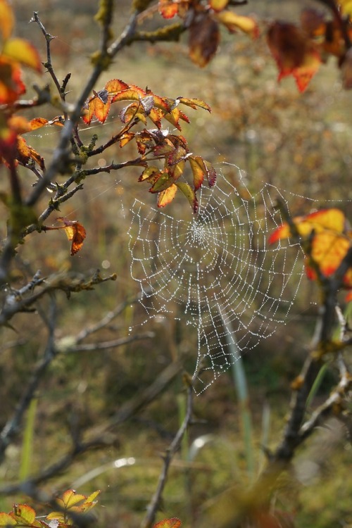 feet-of-clay:Late autumn, dew-jewelled webVanIsle