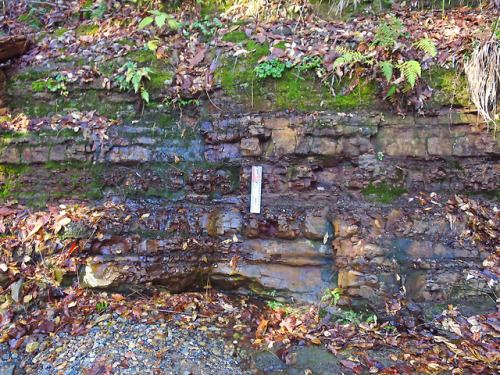 Bedded shale, deposited within the new-born Japan Sea during...