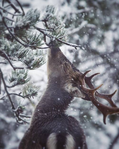 christmas winter snow cold reindeer warm aesthetic christmas tree cookies forest