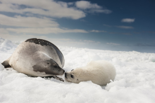 just baby harp seals