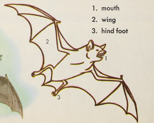 nemfrog:Bat parts. How Do We Know. 1940. 