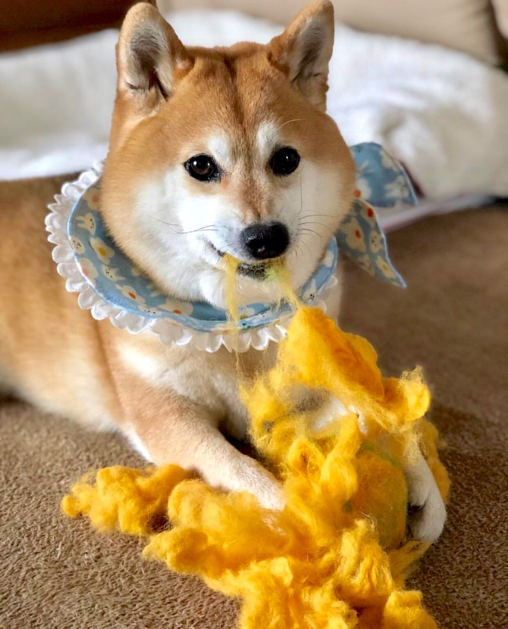 shiba inu on Tumblr