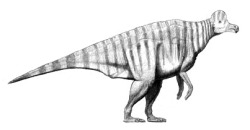 Corythosaurus Common name: 'Duck Billed' Dinosaur Size: up to 9 m (30 ft) long Age: Upper Cretaceous (77 – 75.7 million years...