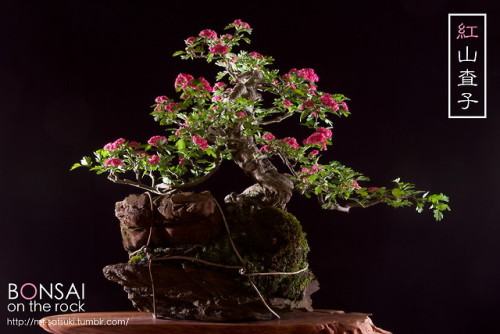 紅山査子（ベニサンザシ）の石付盆栽BENI-SANZASHI, Hawthorn bonsai on a...