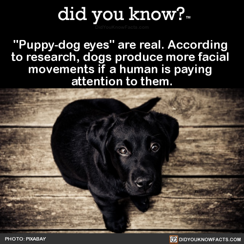 puppy-dog-eyes-are-real-according-to-research
