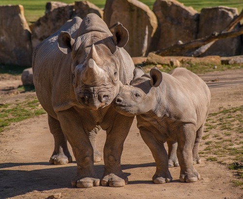 oupacademic:The rhinoceros has its rootin the Greek word...