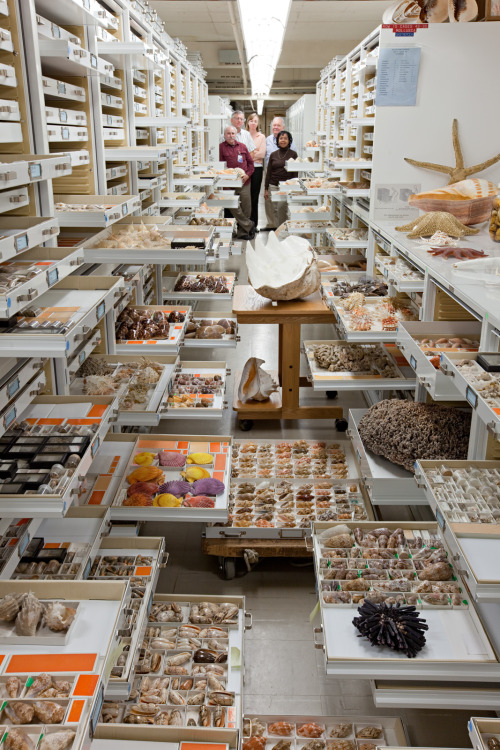 archiemcphee:Natural history museums are truly awesome and...