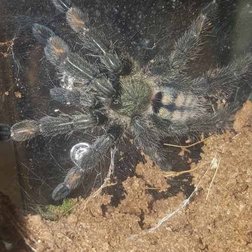 Aaaahhhhh! New colors from her(?) recent molt are coming through...