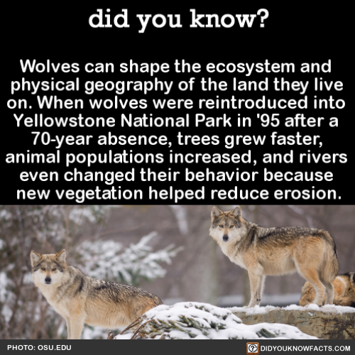 wolves-can-shape-the-ecosystem-and-physical
