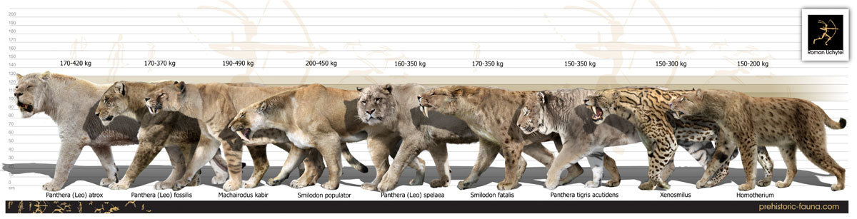 Largest Prehistoric Cat Ever This Is Part 2 From A Huge Prehistoric 