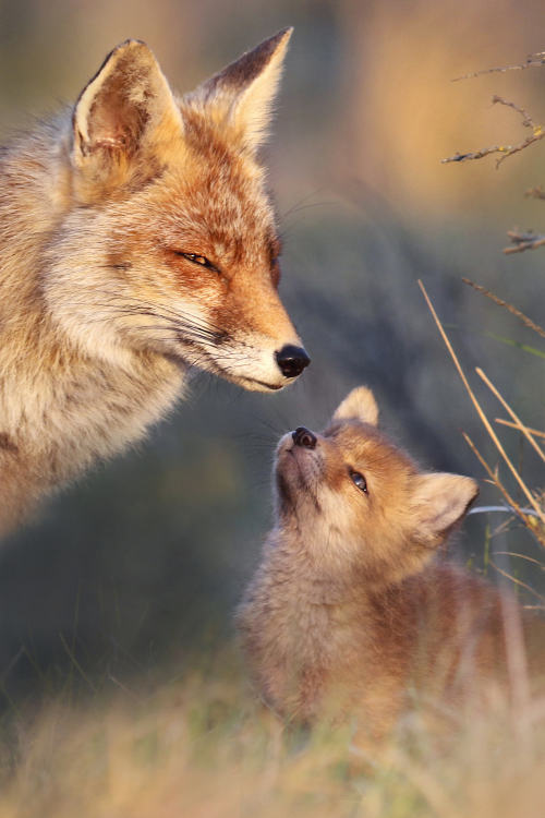 everythingfox:Cutest Portrait //Joke Hulsta mother’s love