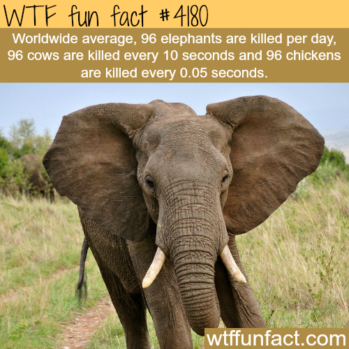 How many elephants are killed each day? - WTF fun...